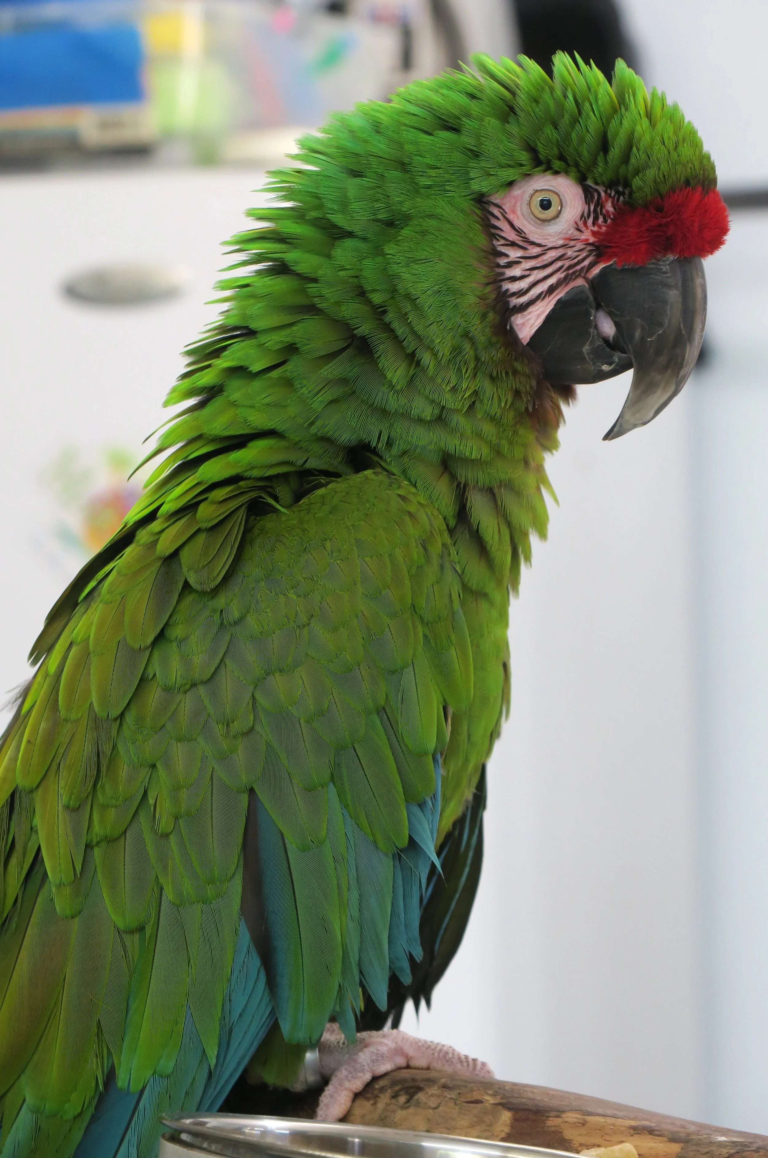 Butler the Military Macaw