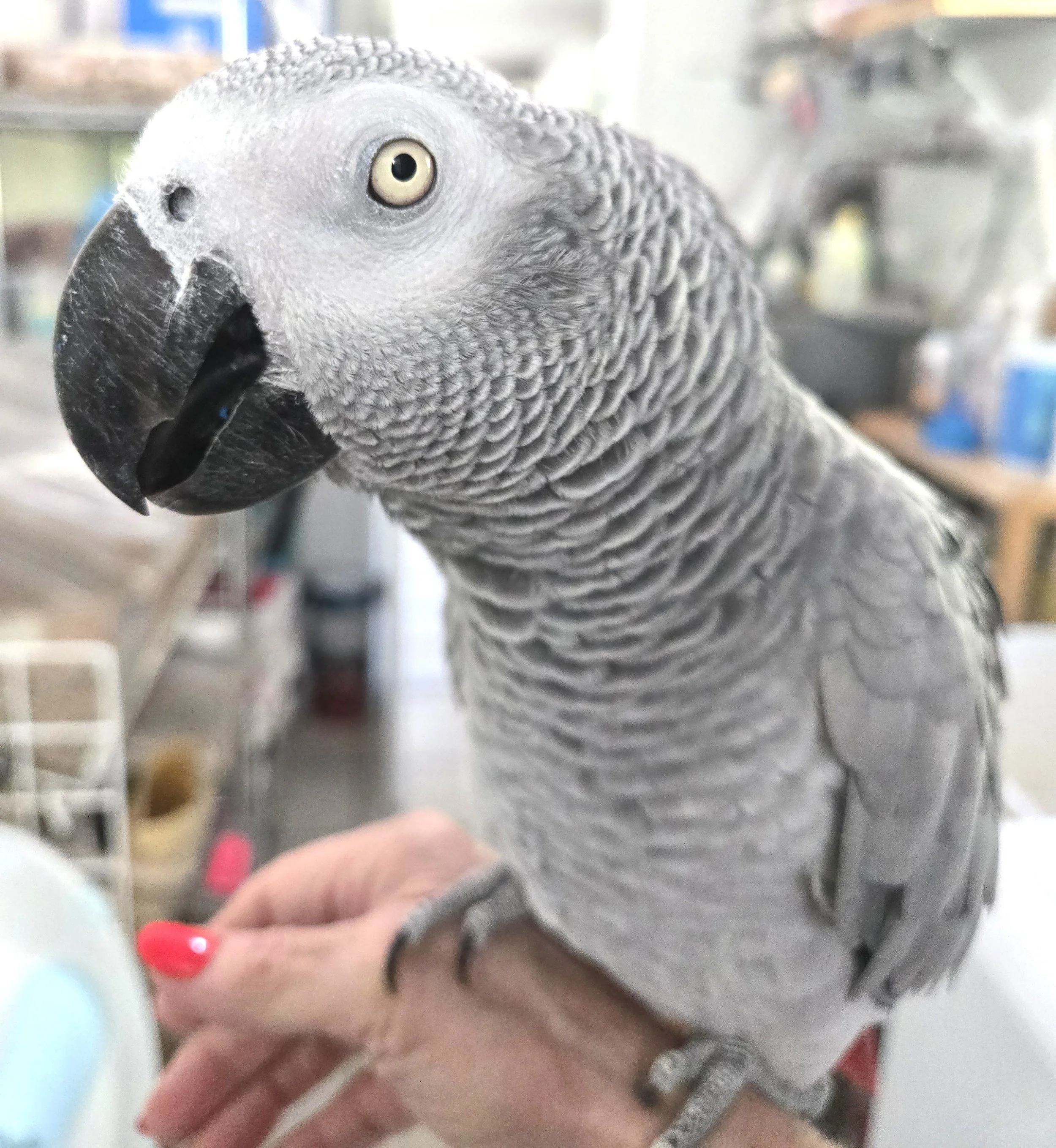  Malika the Congo  African Gray Parrot