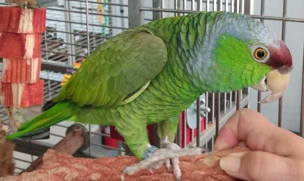 Cocoa the Lilac Crowned Amazon
