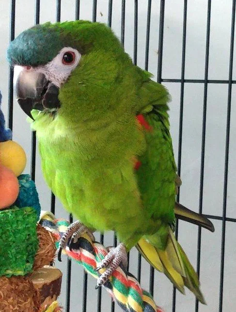 Pepper the Hans Macaw