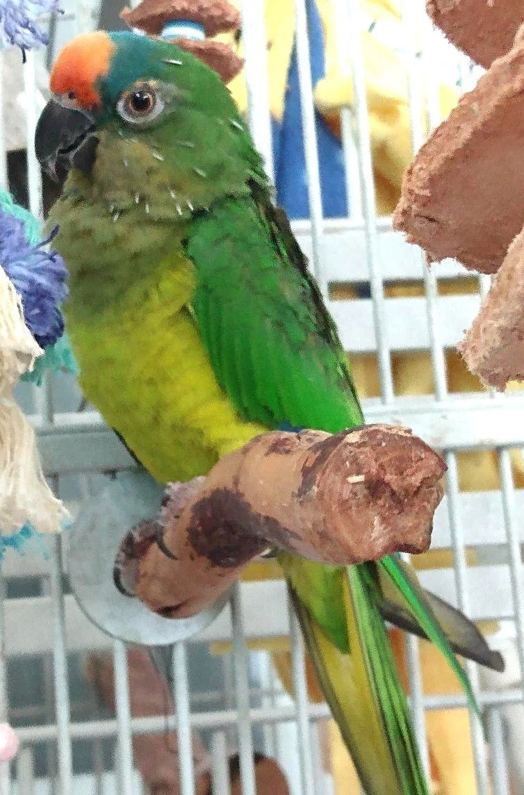 Nico the Peach Fronted Conure