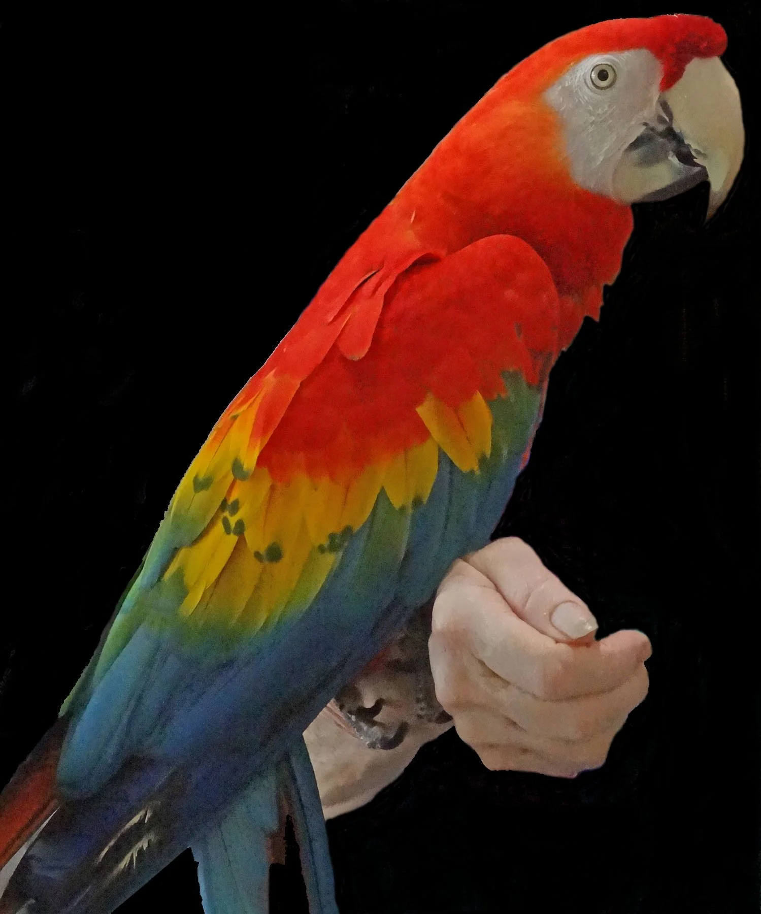 Malibu the Scarlet Macaw — Angel Wings Parrot Rescue