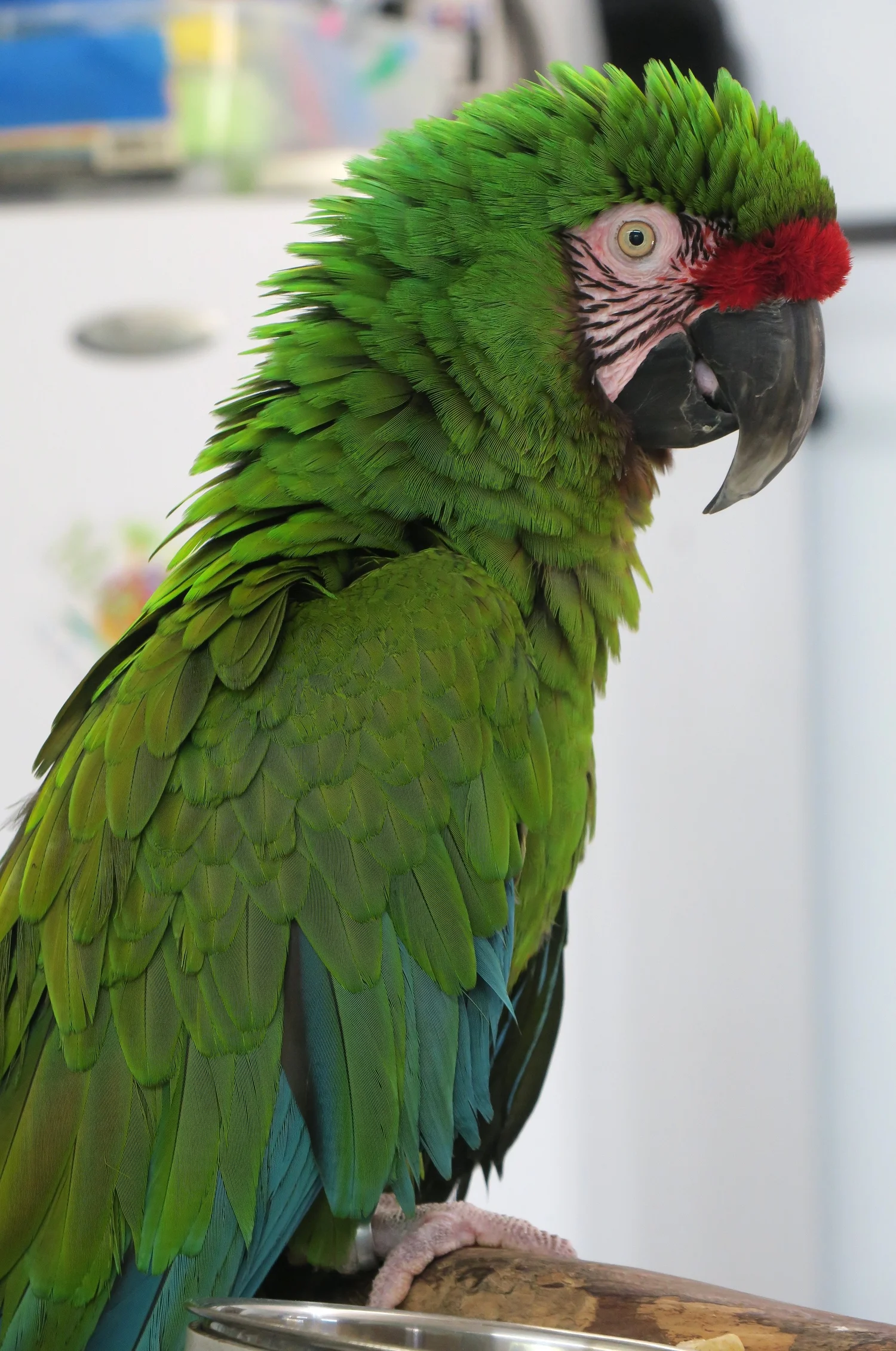 Butler the Military Macaw — Angel Wings Parrot Rescue