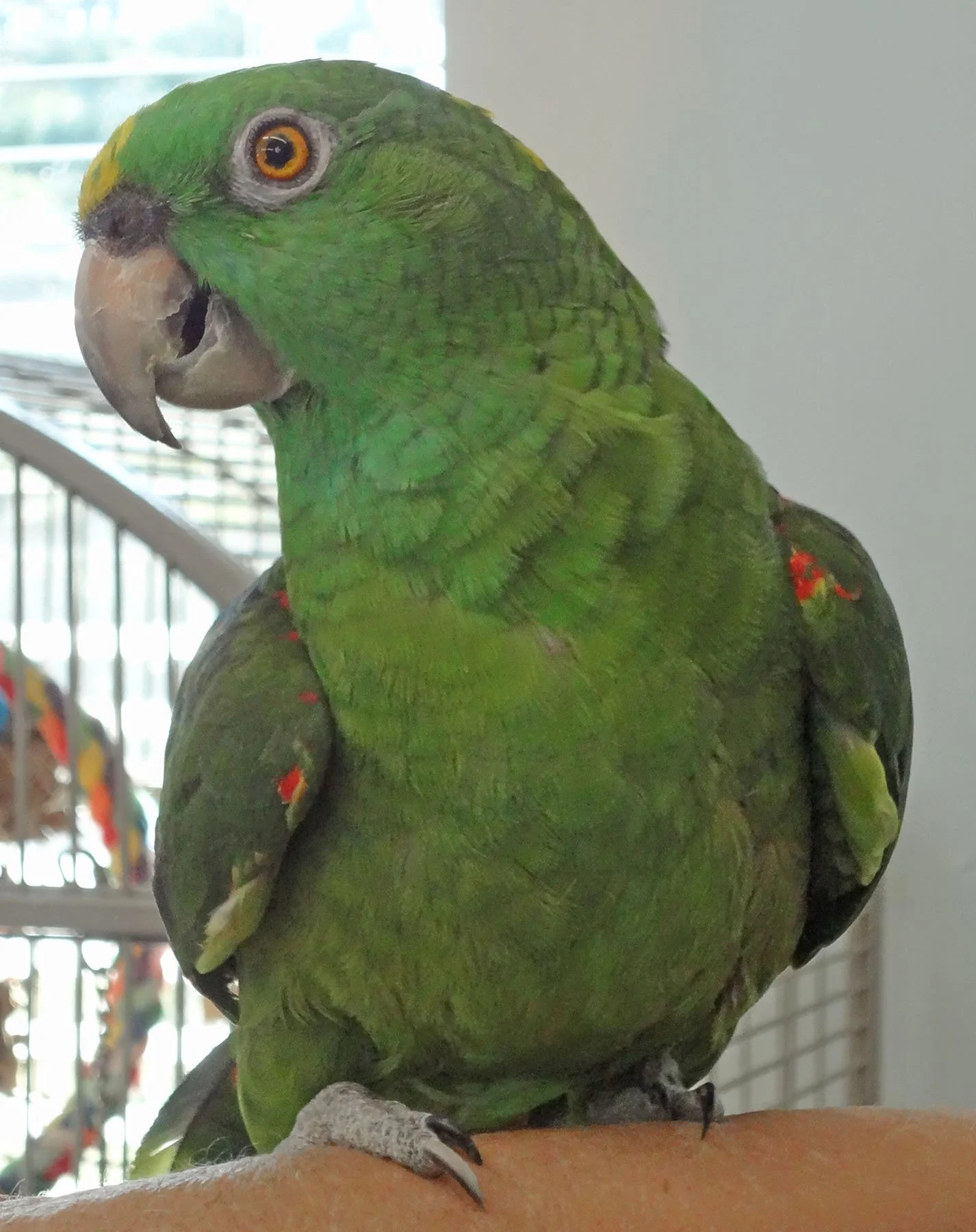 Popeye the Yellow Crowned Amazon — Angel Wings Parrot Rescue