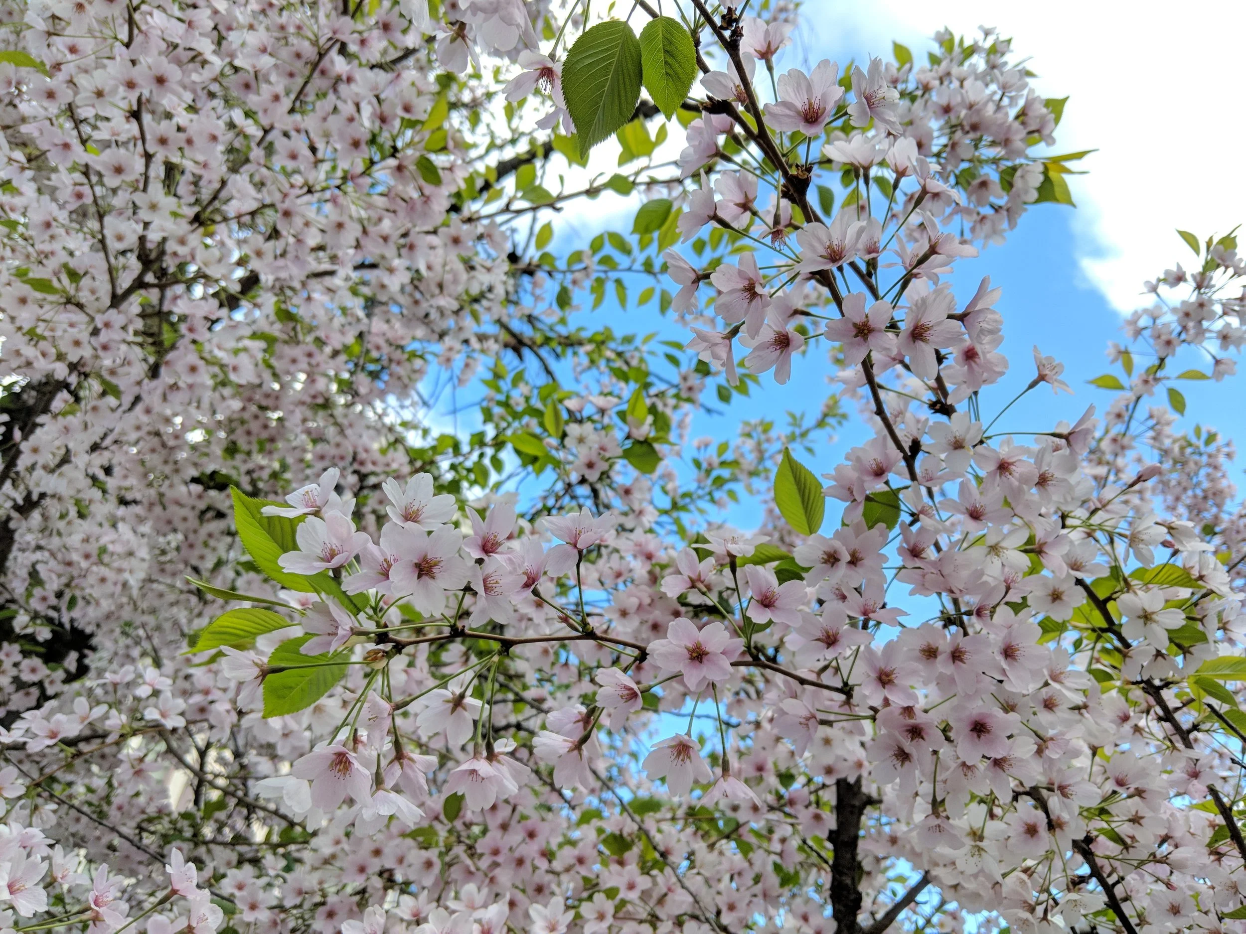 MVIMG_20180429_172432.jpg