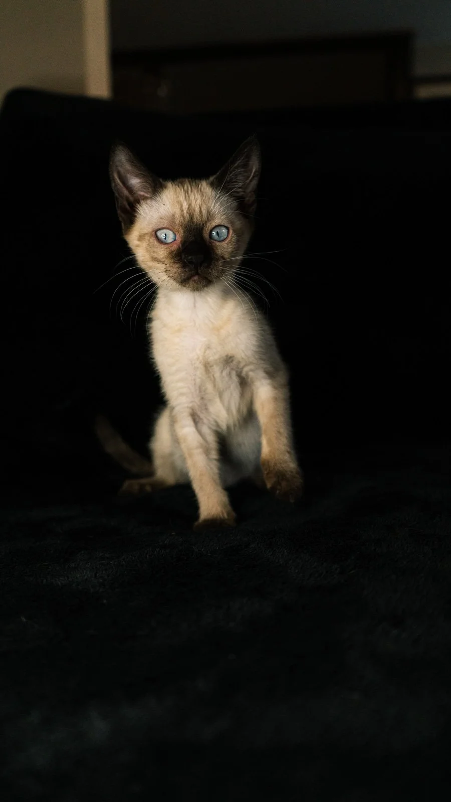 cats-web-5.jpg