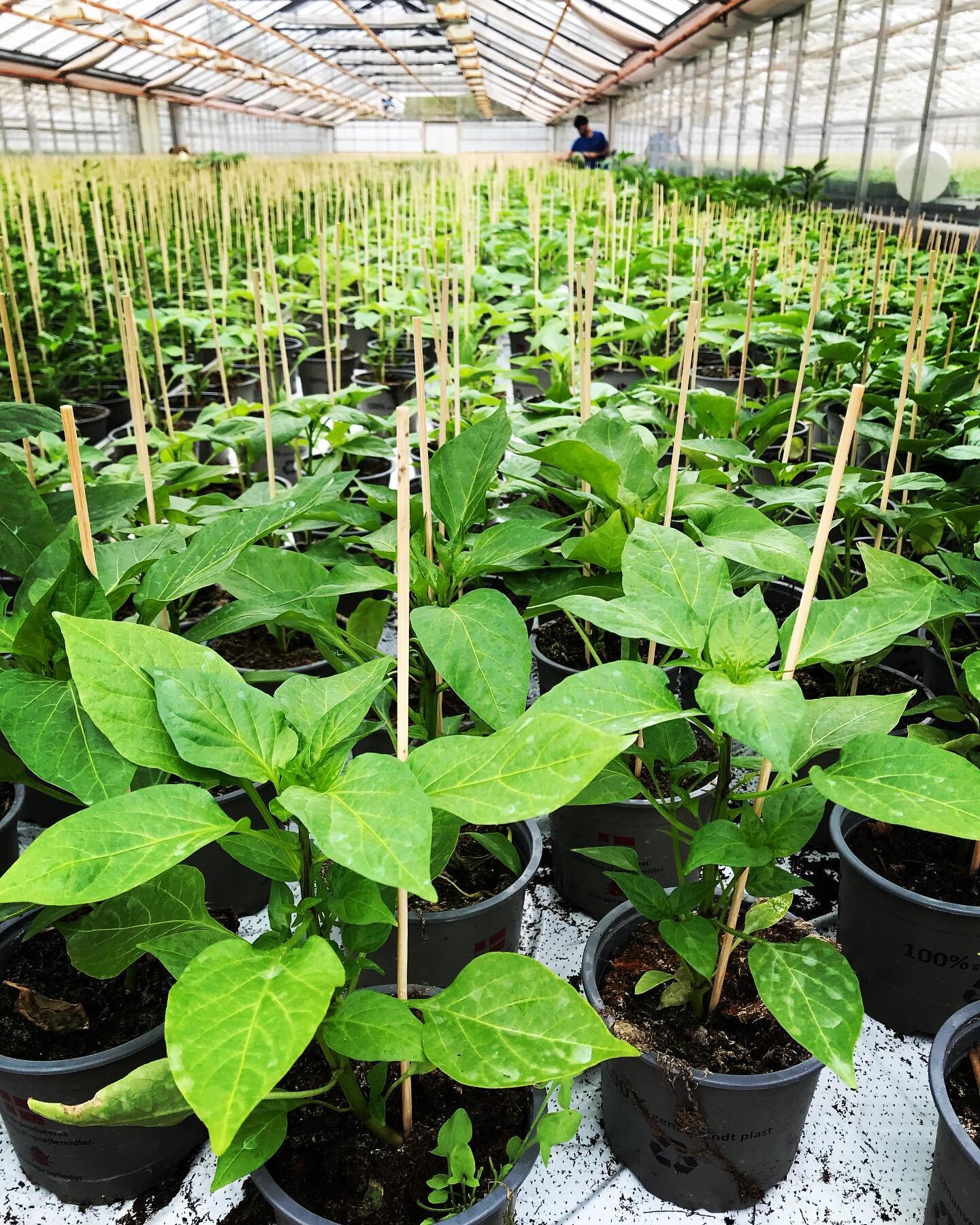 Tomatdag er meget mere end tomater. Vi har bestilt masser af andre sp&aelig;ndende gr&oslash;ntsagsplanter og blomster til weekenden. #tomatdag #tomatoes #tomatplante #chiliplante #agurk #argurkeplante #chili