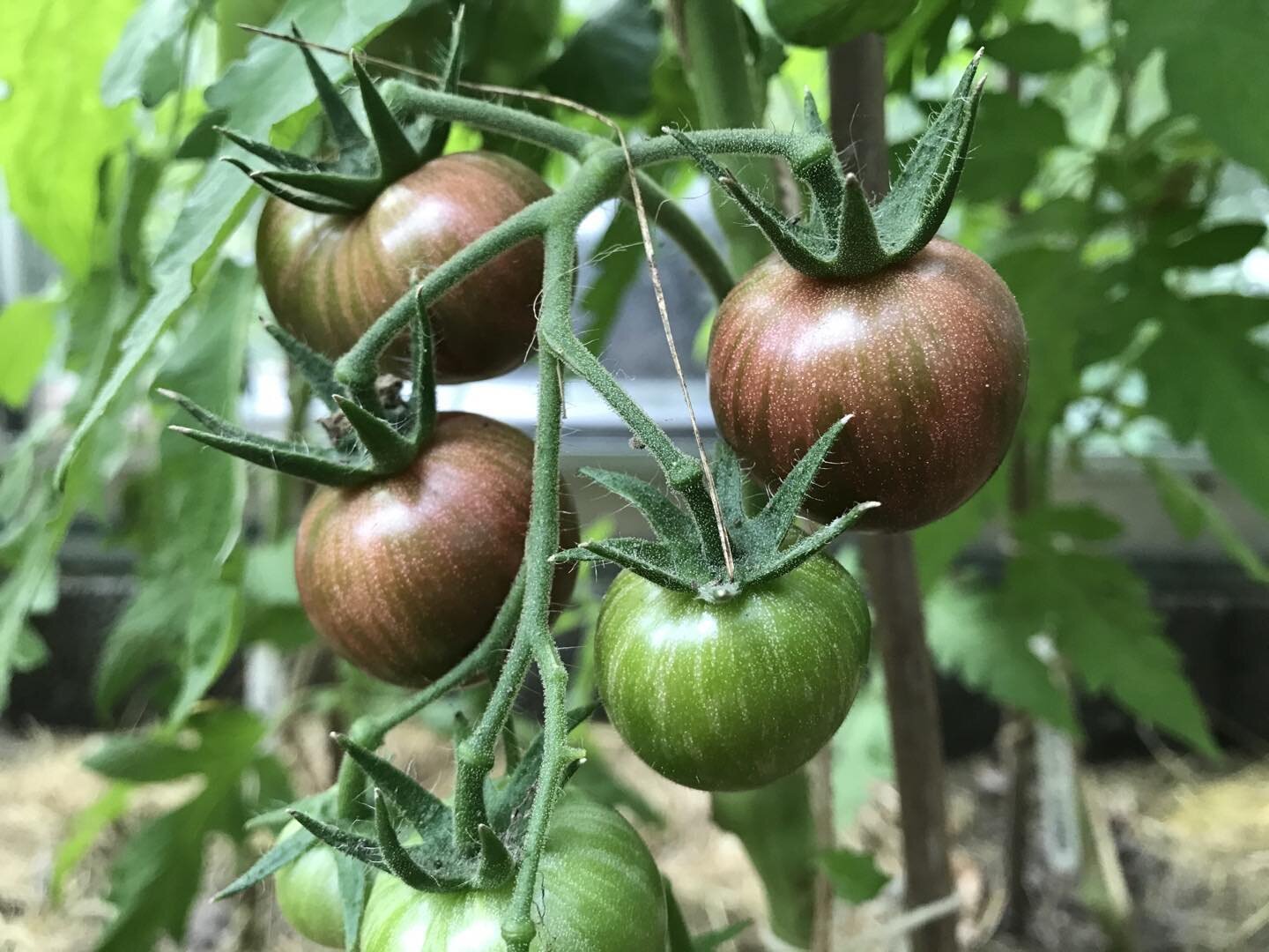 S&aring; er der kun 2 dage til Tomatdag i Den Gr&oslash;nne Genbrugshal!! Masser af tomatplanter. Masser af Christianiahygge! 🍅🍅🍅 #tomat #tomatplante #christiania #hygge