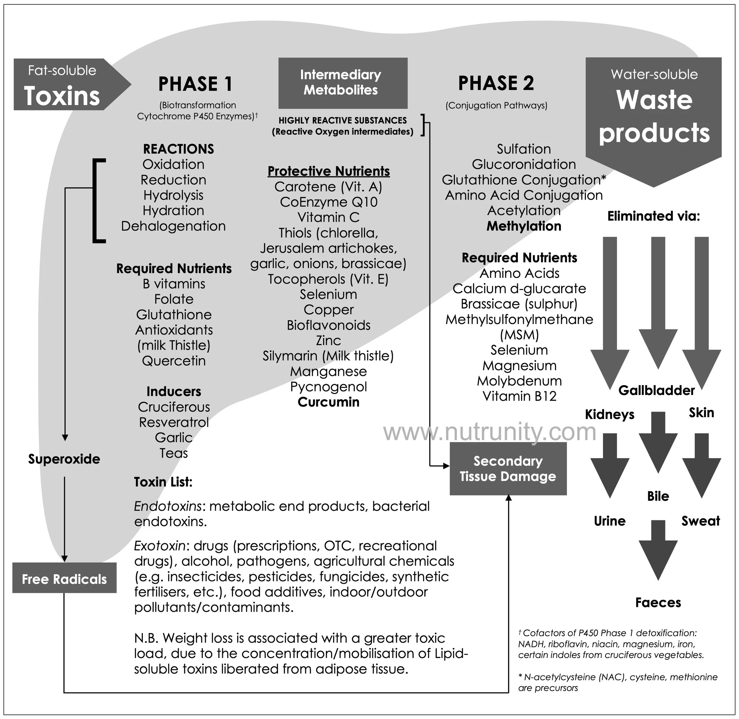Enzymes — Blogs and Updates — Nutrunity UK⎪Naturopathic Nutrition