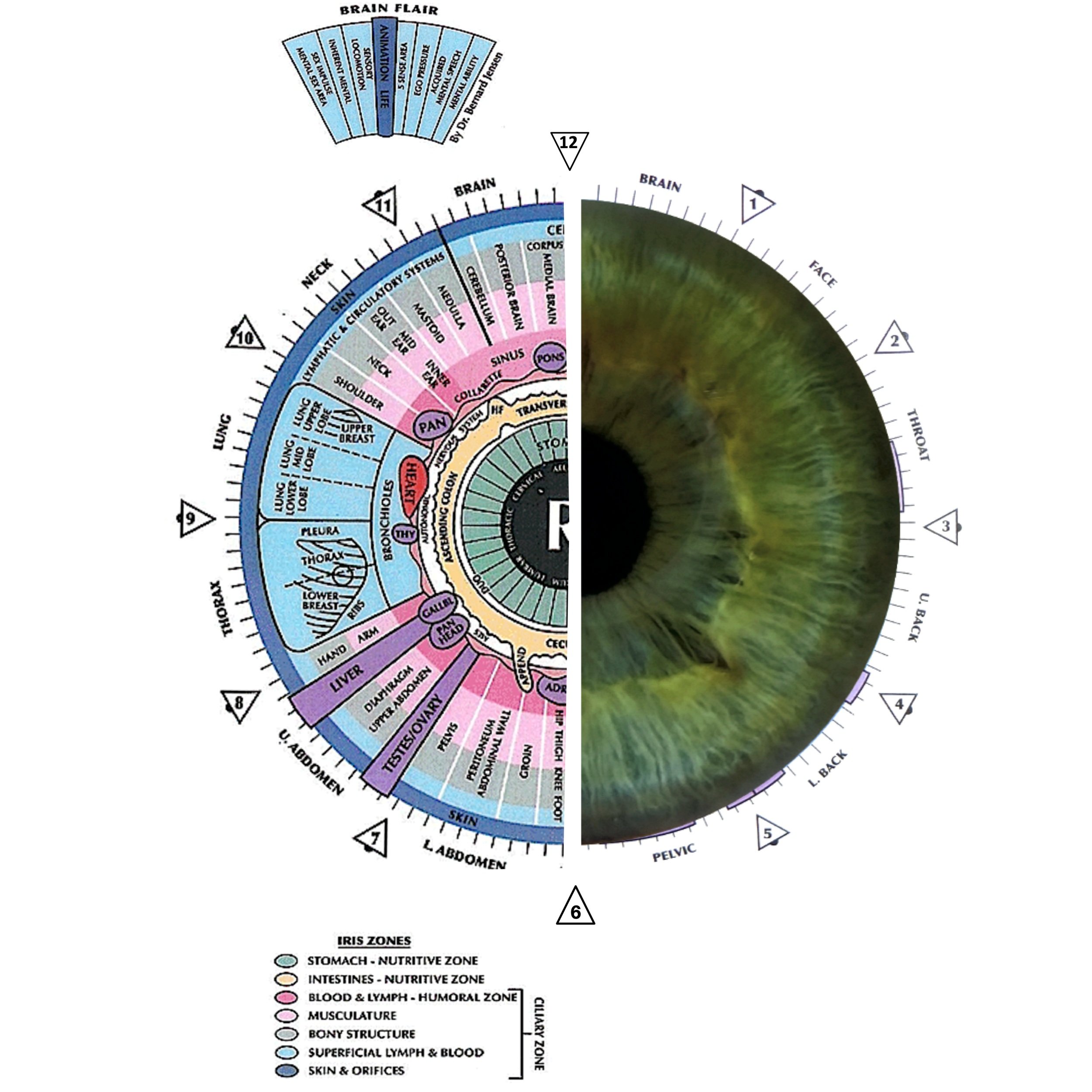 Iridology — Nutrunity UK⎪Naturopathic Nutrition Clinic ⎪London