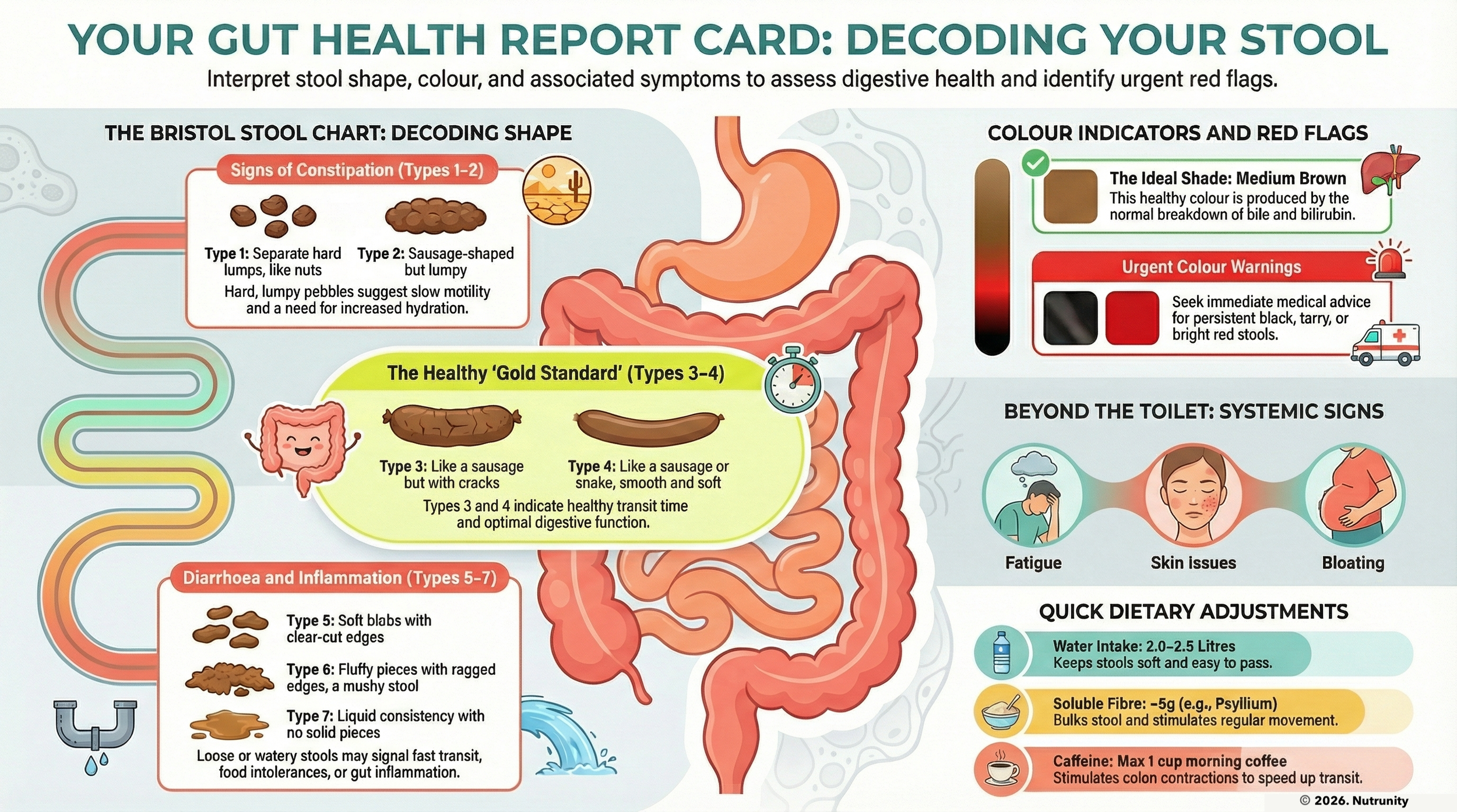 How Ultra‑Processed Foods Wreck Your Gut (And Show Up on the Bristol Stool Chart)