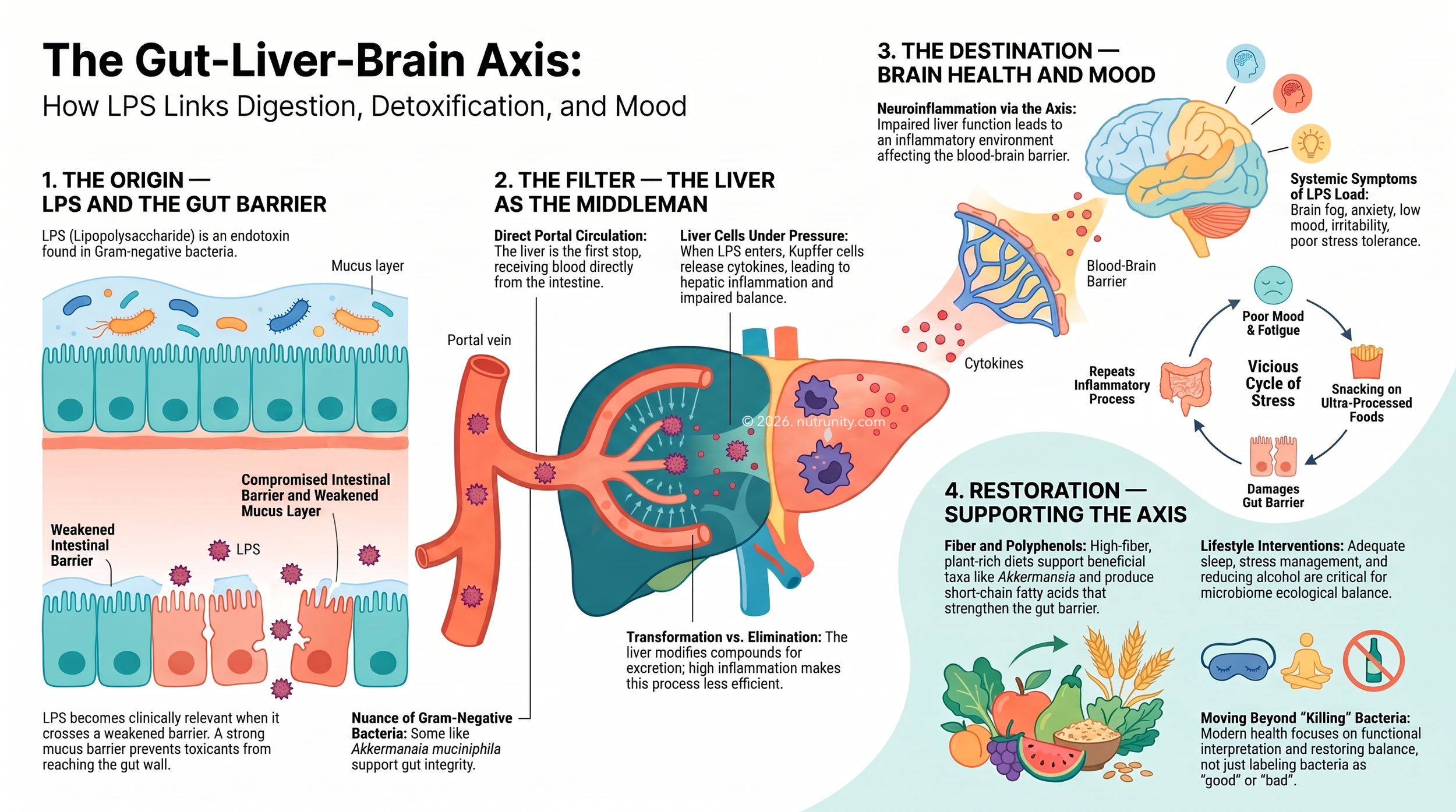 Gut-Liver-Brain Axis: LPS, Mood, and Detoxification