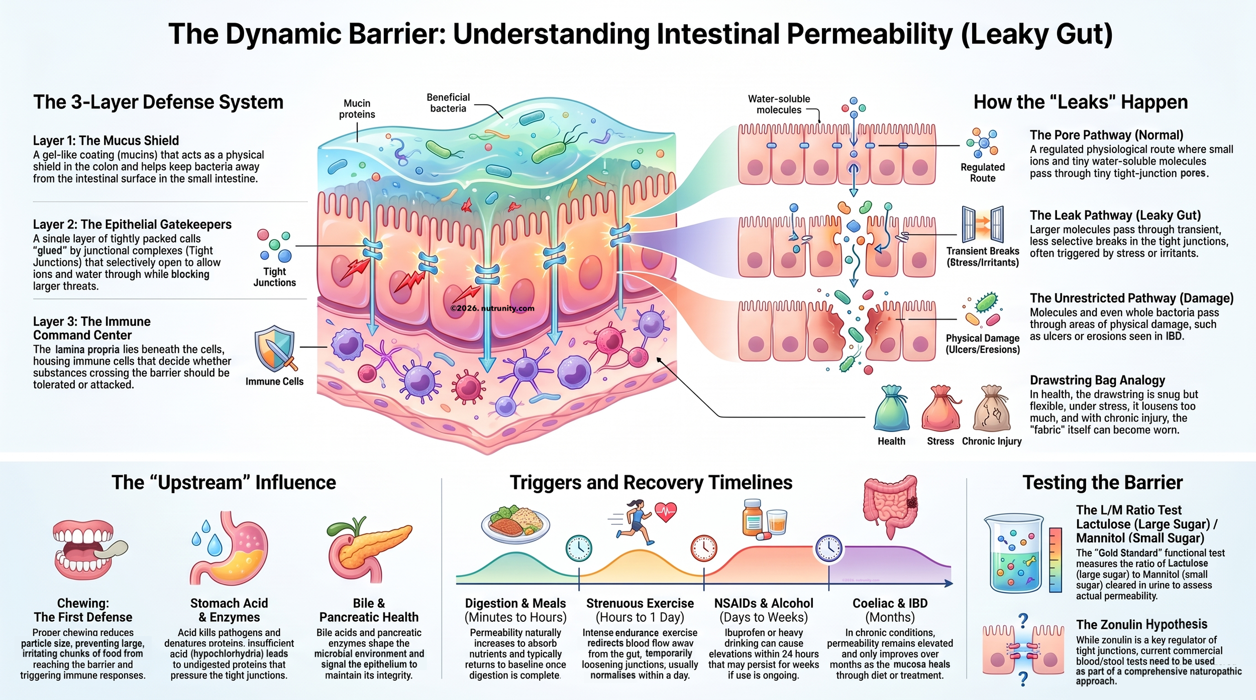 “Leaky Gut” — Practical Implications: What You Can Actually Do