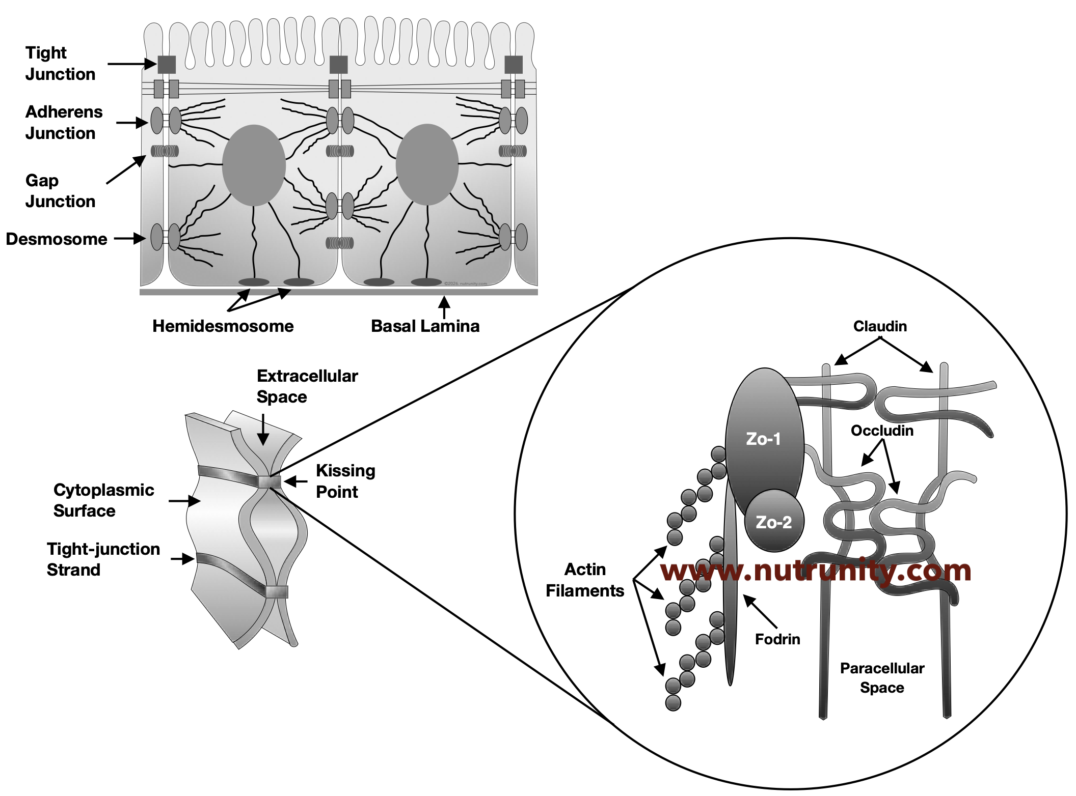 Intercellular Junctions and Proteins