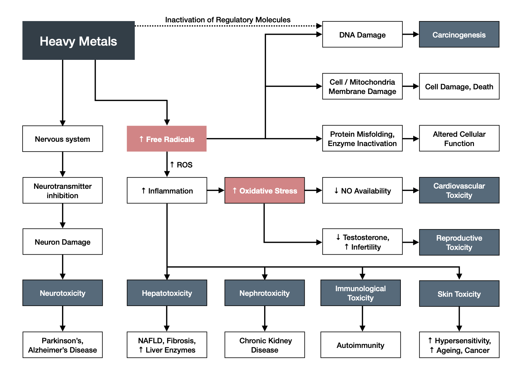 Diagram: Impact of Heavy Metals the body