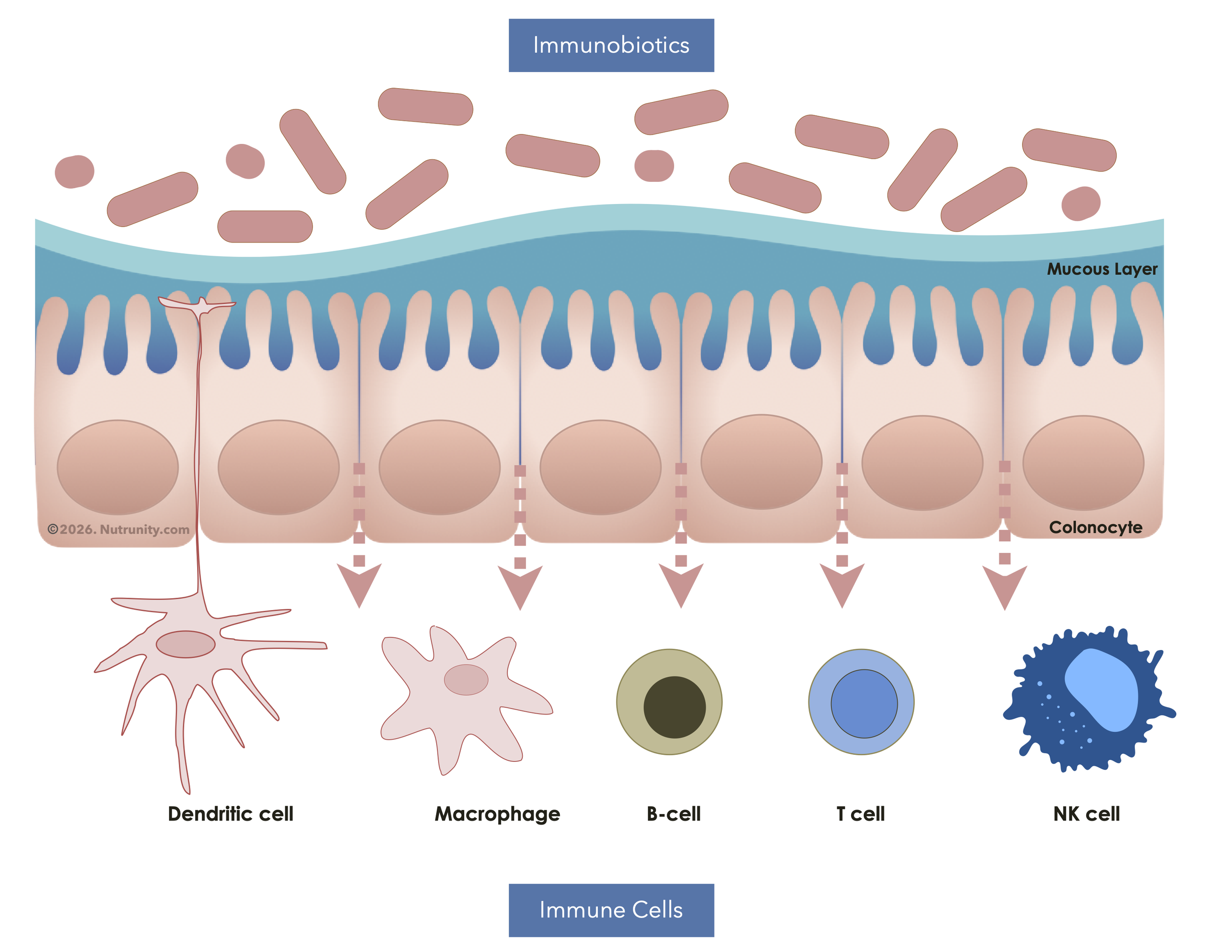 Immunobiotics: The New Frontier in Targeted Gut Health for Immune Resilience