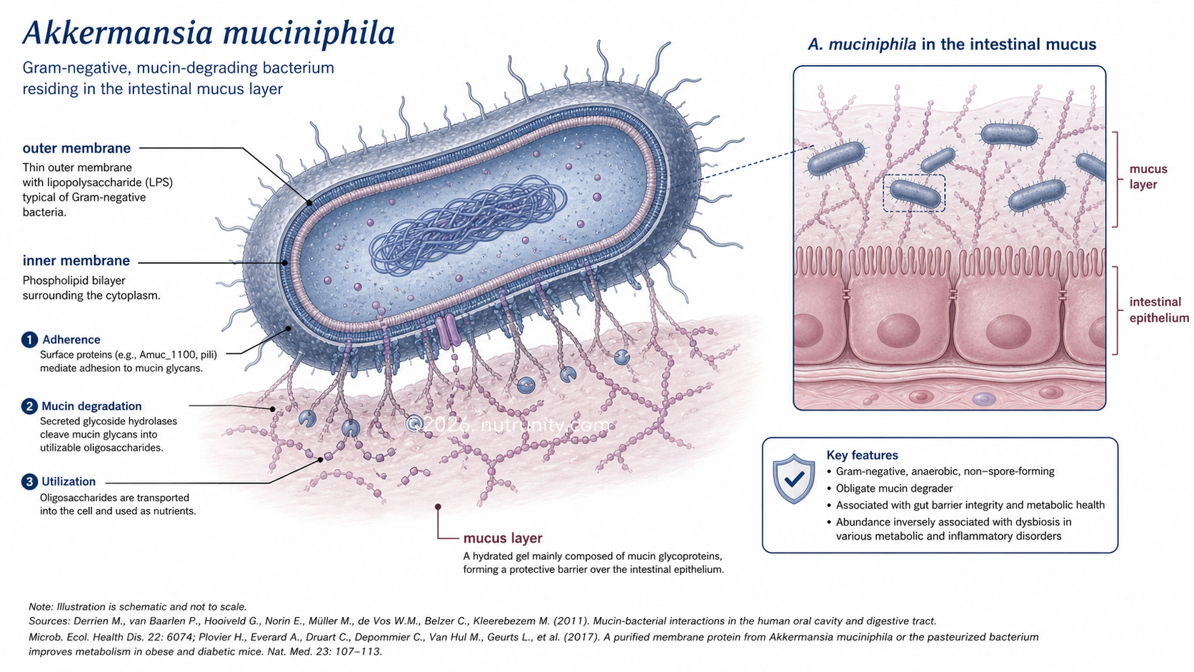 Endotoxins (LPS), Gram-Negative Bacteria, Akkermansia muciniphila, and the Gut-Liver-Brain Axis