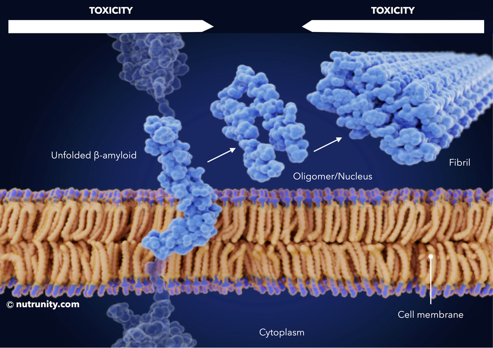 Neuroinflammation and neurodegeneration, the role of beta amyloid ...