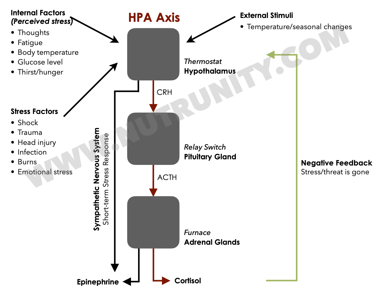 Illustration connecting HPA axis activity with stress response and regulatory mechanisms