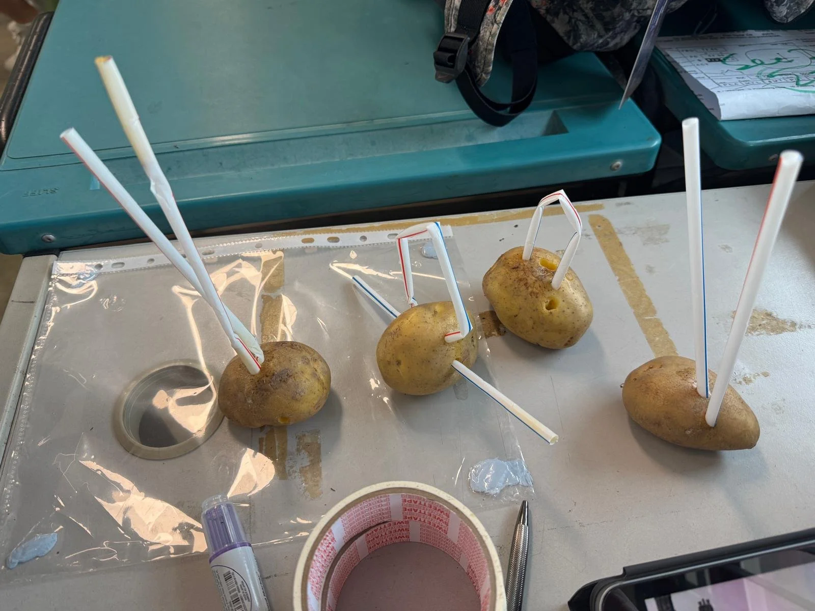Potatoes pierced with straws from the Potato Challenge