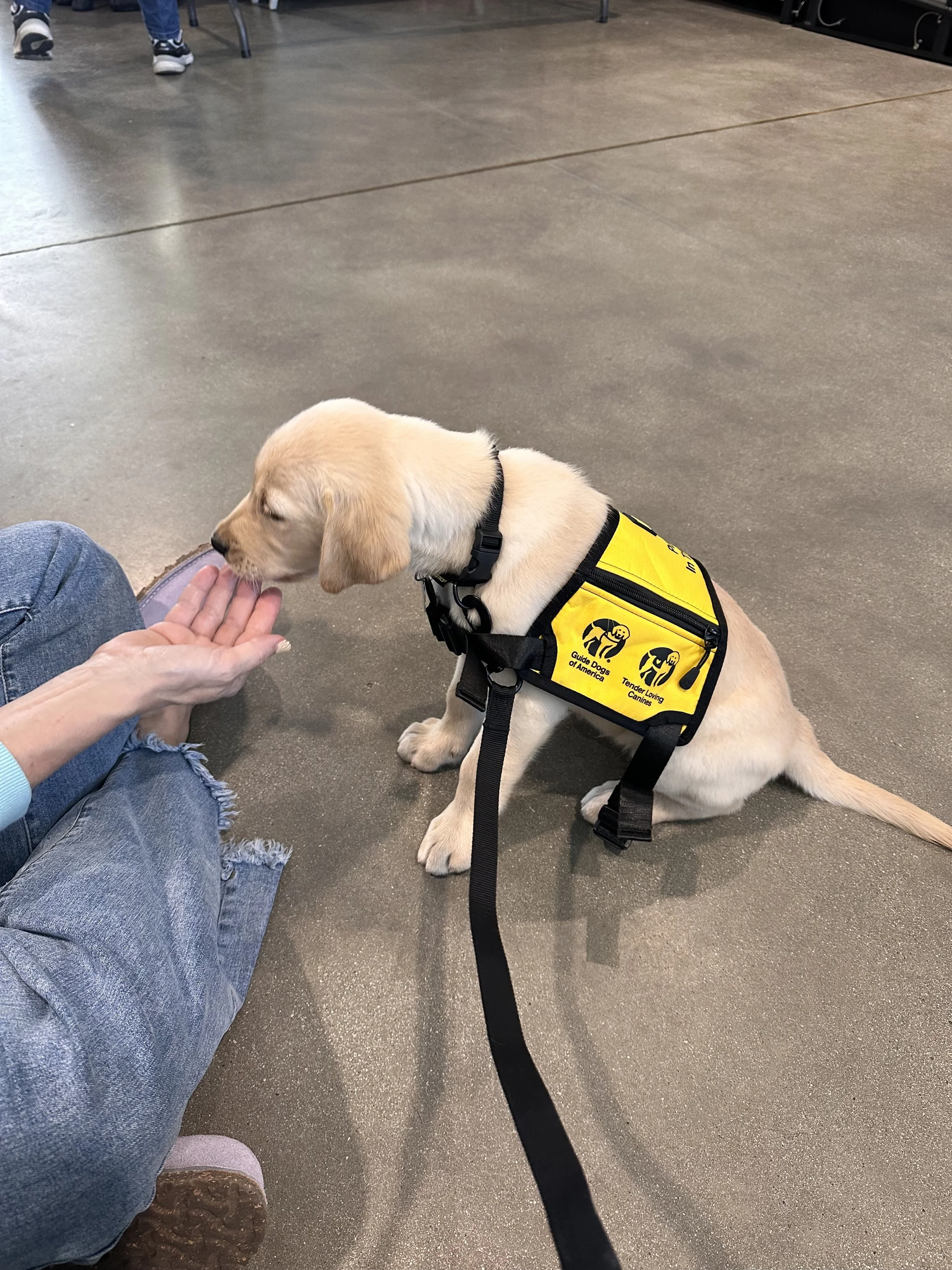 4th guide dog puppy - Cairo!
