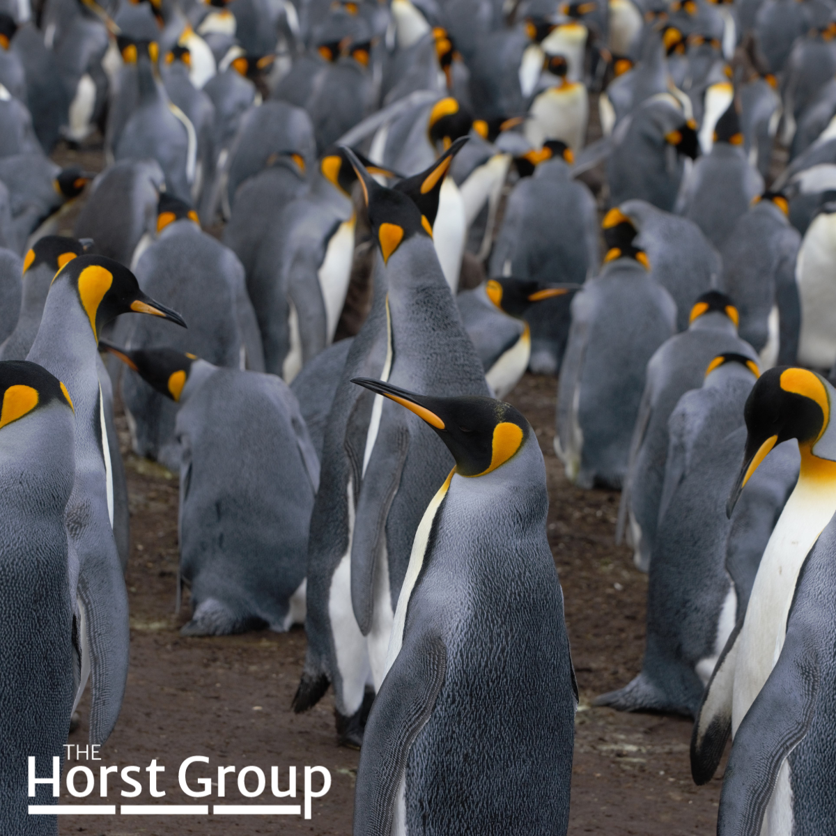 260406 Horst - blog - FollowtheCrowd.png