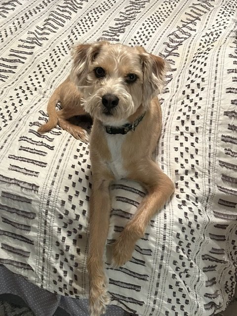 A small tan and white dog lying on a patterned bedspread, looking at the camera.