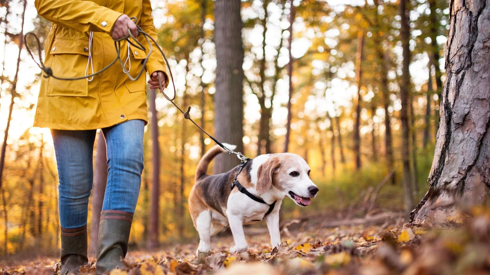 Dogscapade - Nature Connection for You and Your Dog  at The Retreat New Forest