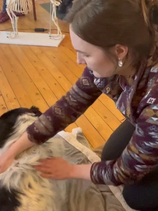 Day 2 of the canine massage course and we get hands on leading to lots of sleepy, happy pups! 🐶 💆🏻&zwj;♀️💤 

Really enjoyed this great start to our course and chatting with the practitioners including @wallace_of_the_world who you can see here pr