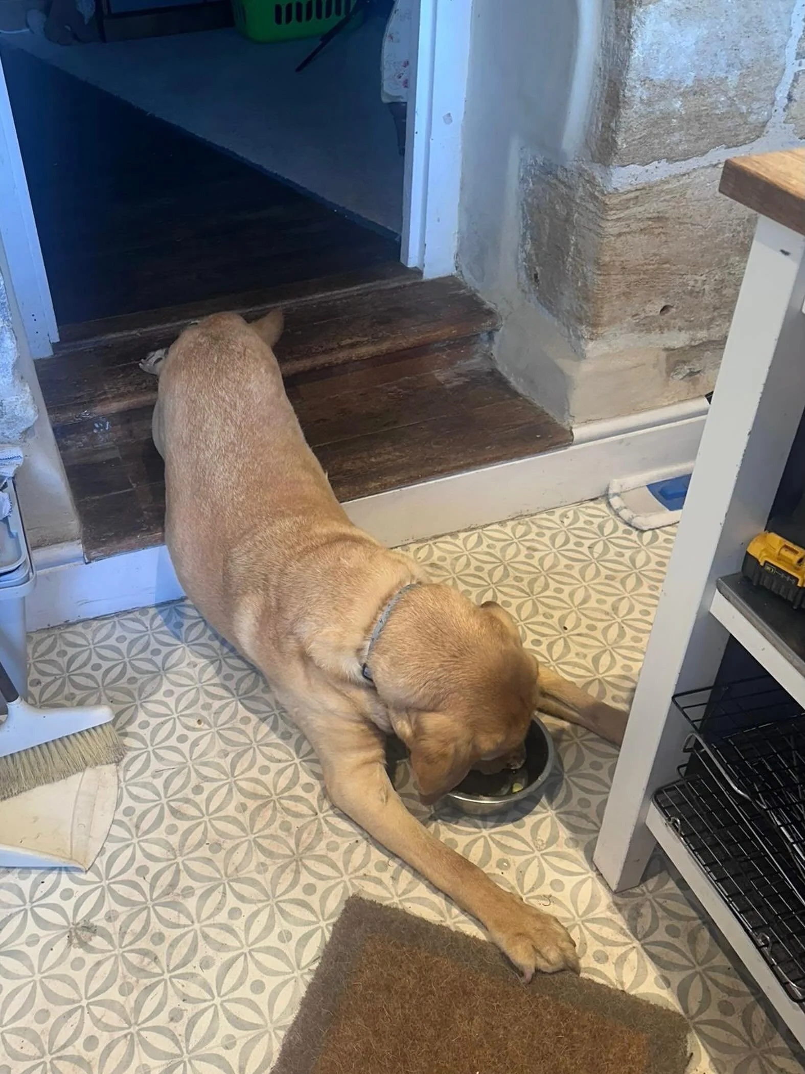 Conrad going full on Anaconda in the pursuit of food 😆🐍🐾