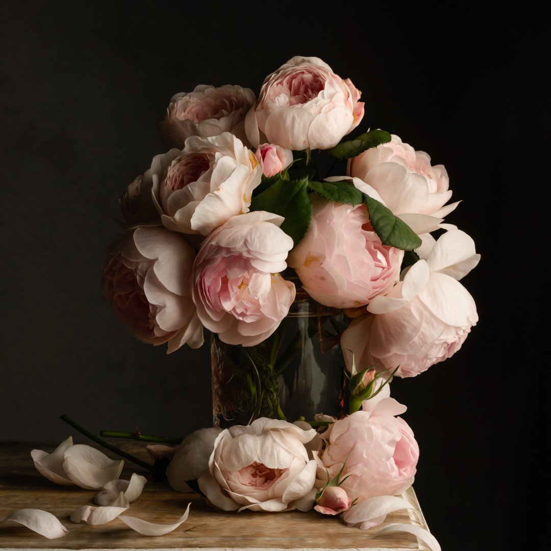 My roses are soooo close to blooming! These are a variety by @david_austin_roses called Scepter'd Isle. They are amazing and so very photogenic🌹
.
If you are looking to add roses to your walls year round, check out my link to purchase this print. 

