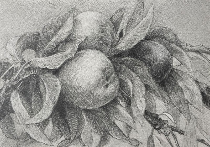 Stone Fruit #1
