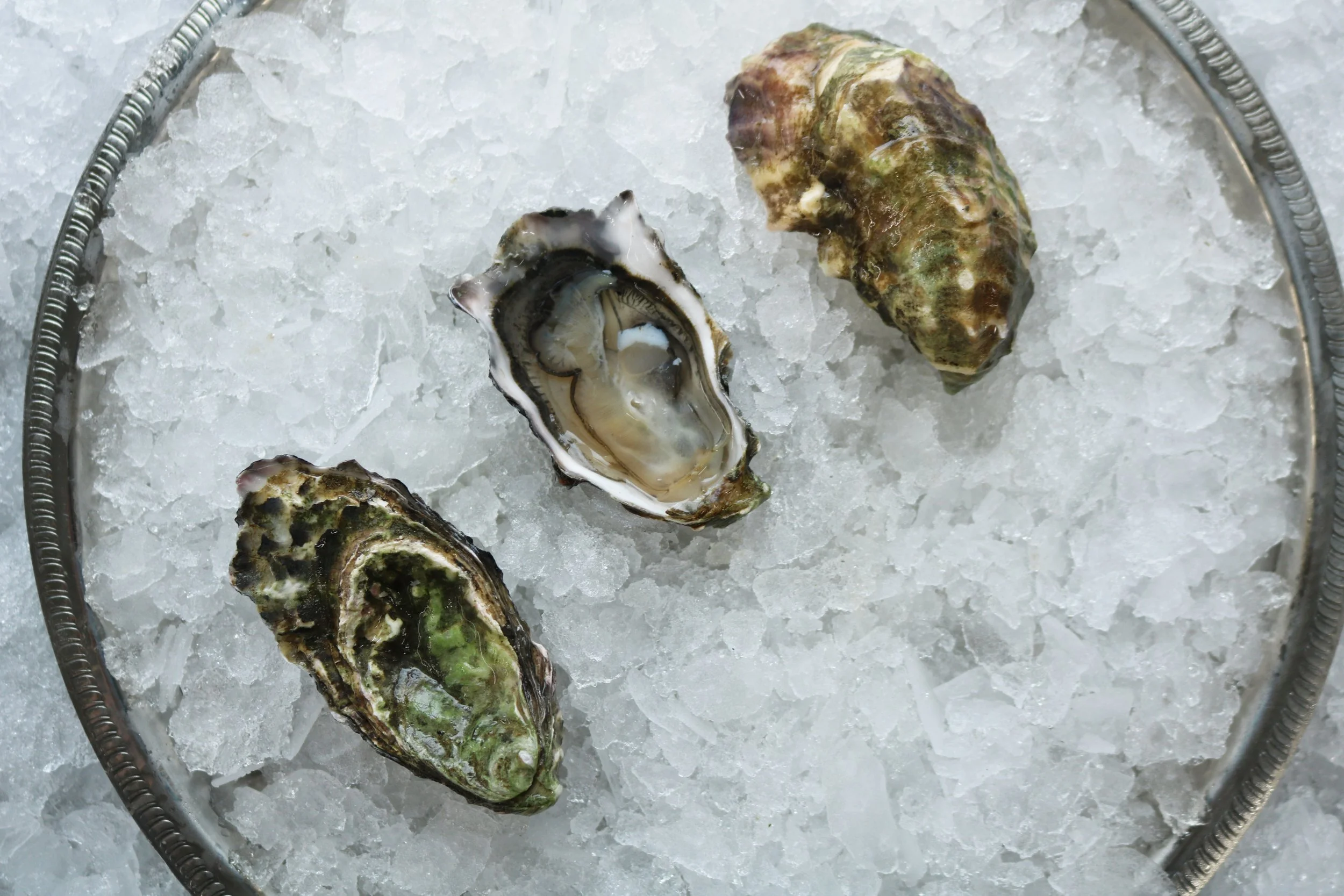 Mintersweet Oysters