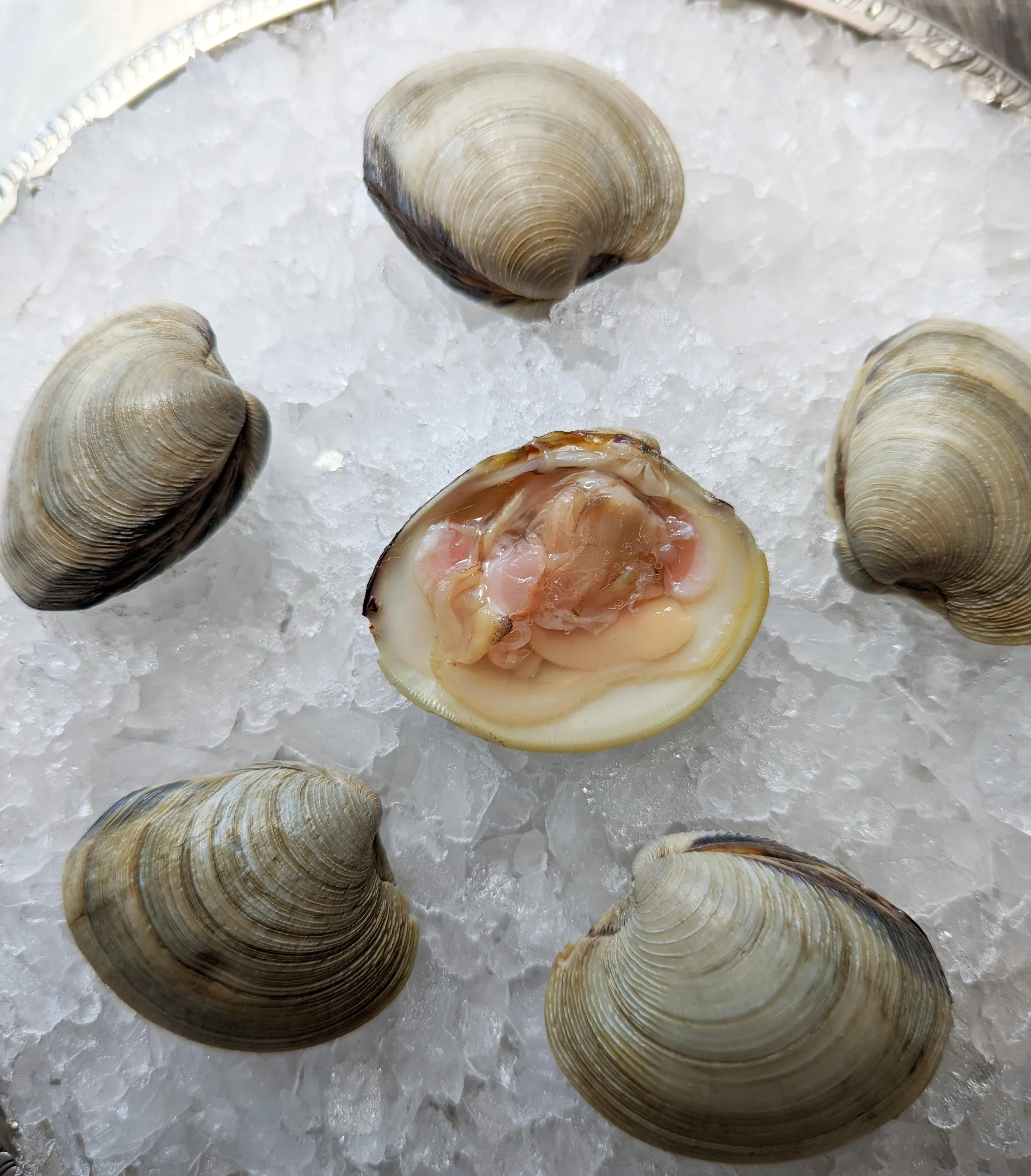 Litteneck Clam