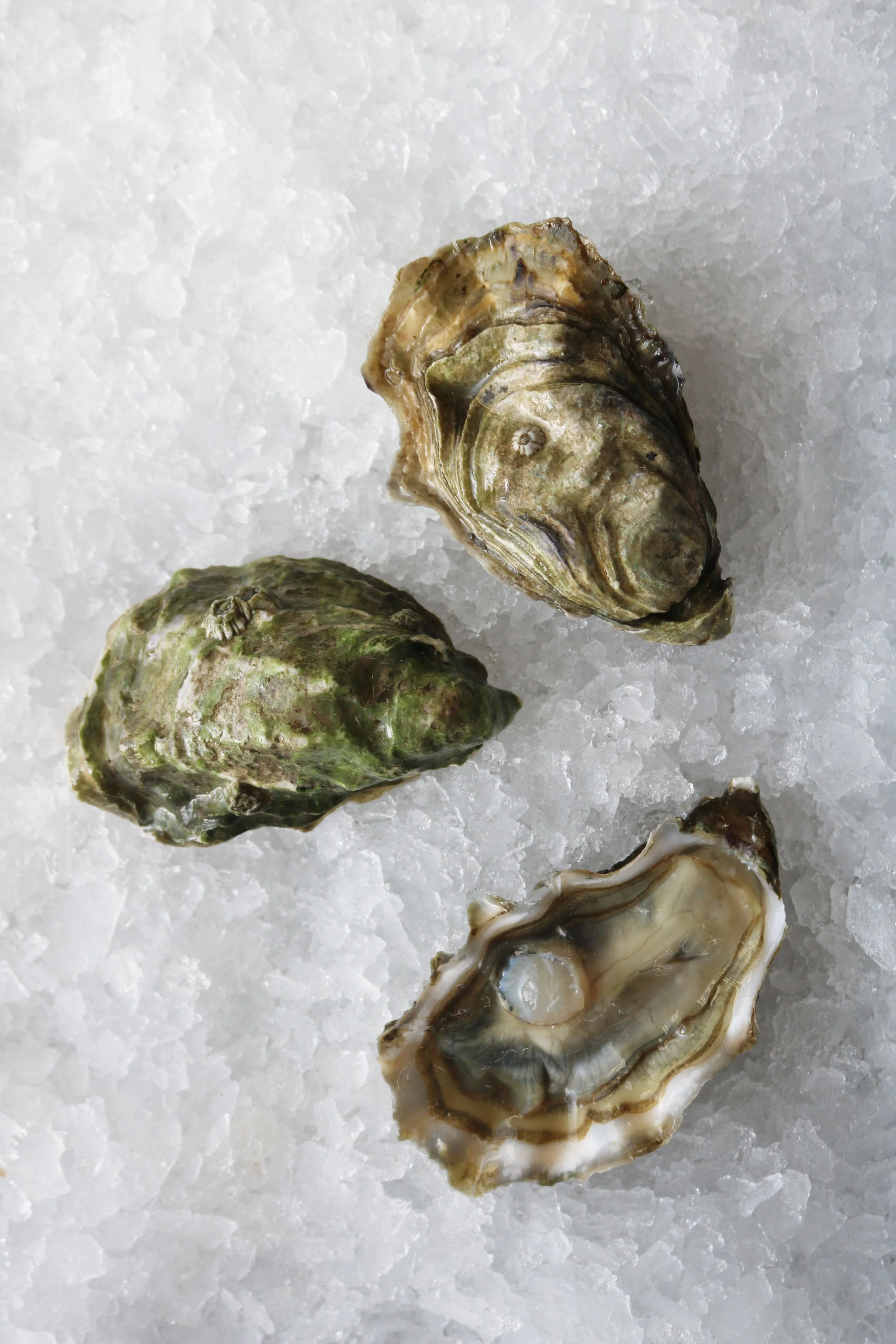 Olympic View Oysters
