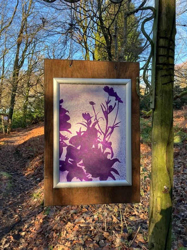 Artwork in woodland setting in Scotland. Purple shadow of plant.