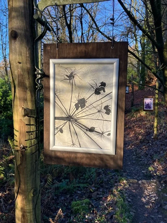 painting of zoomed in seed head. Artwork displayed in woodland Tir na nog stirlinghsire scotland