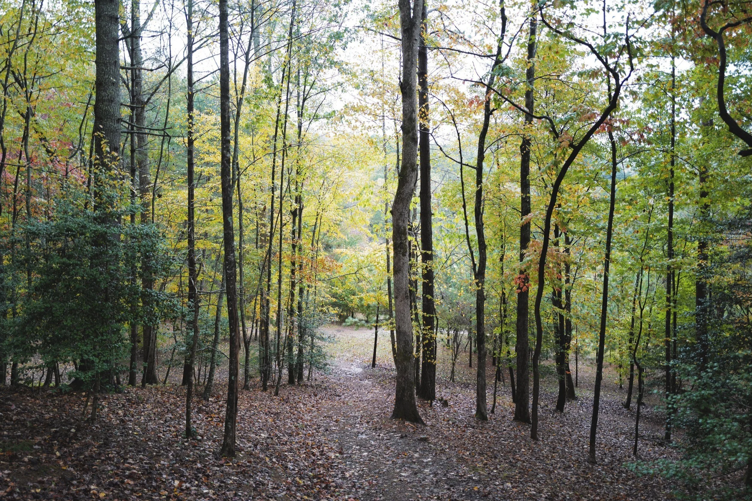 forest_3.jpg