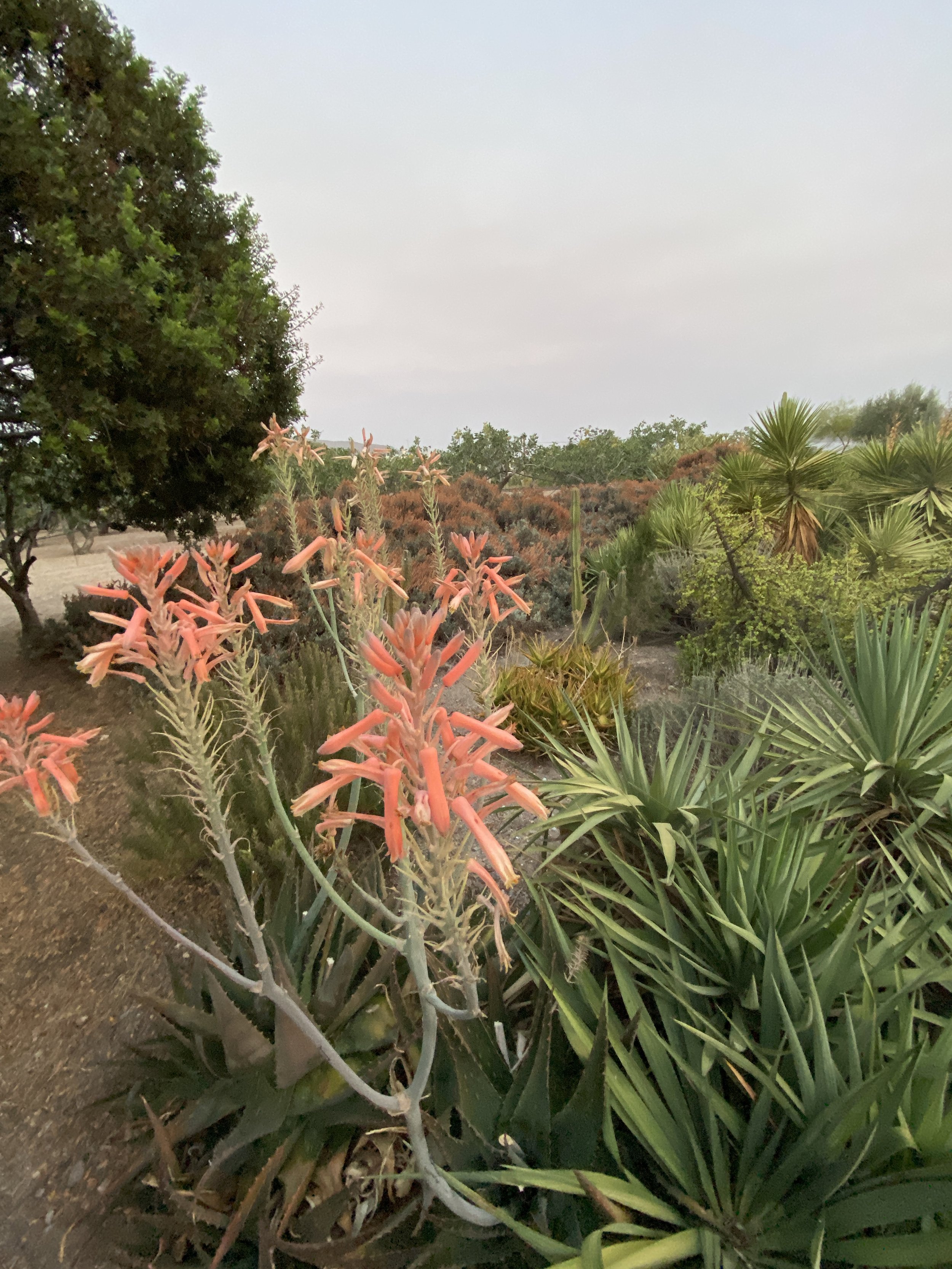 IMG_0118.jpeg