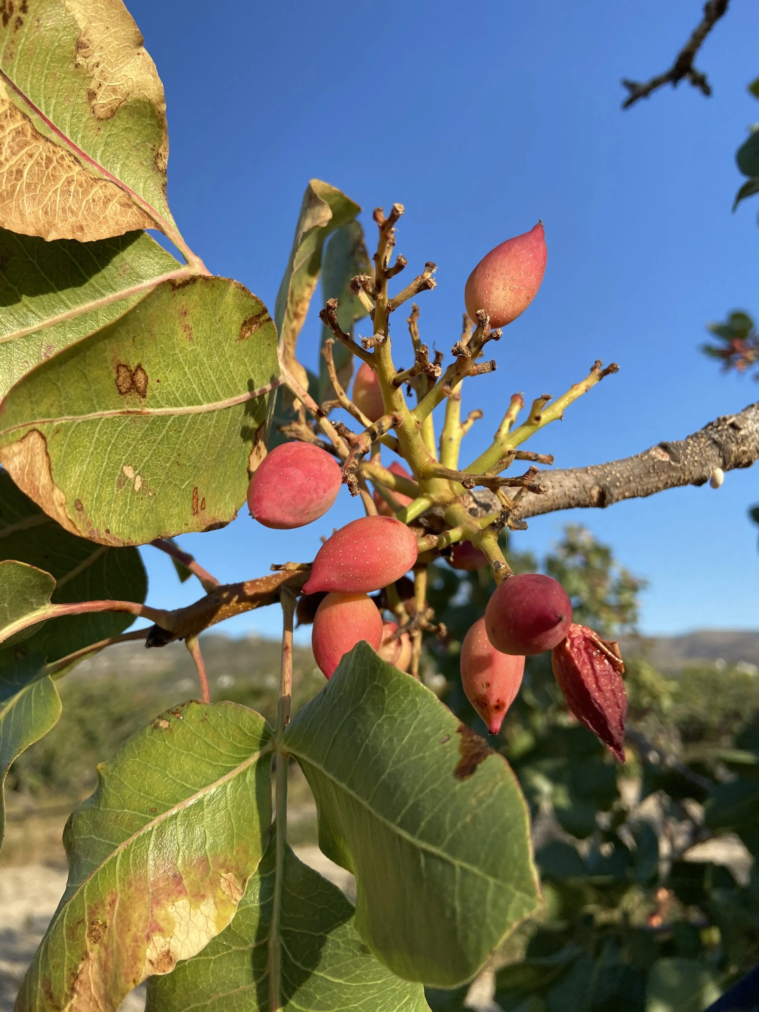 pistachio tree 2.JPG