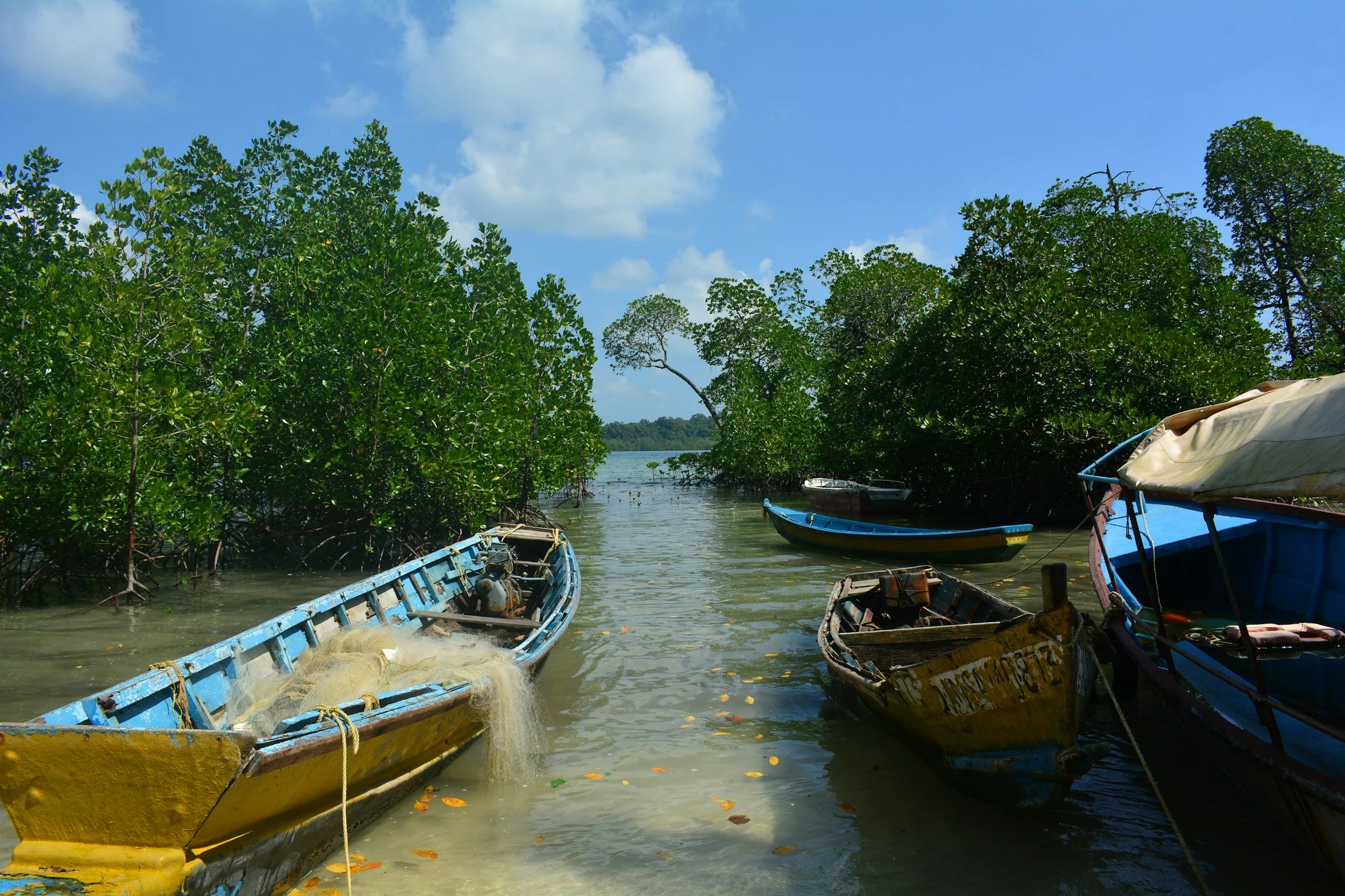 mangrove in Goa during yoga retreat