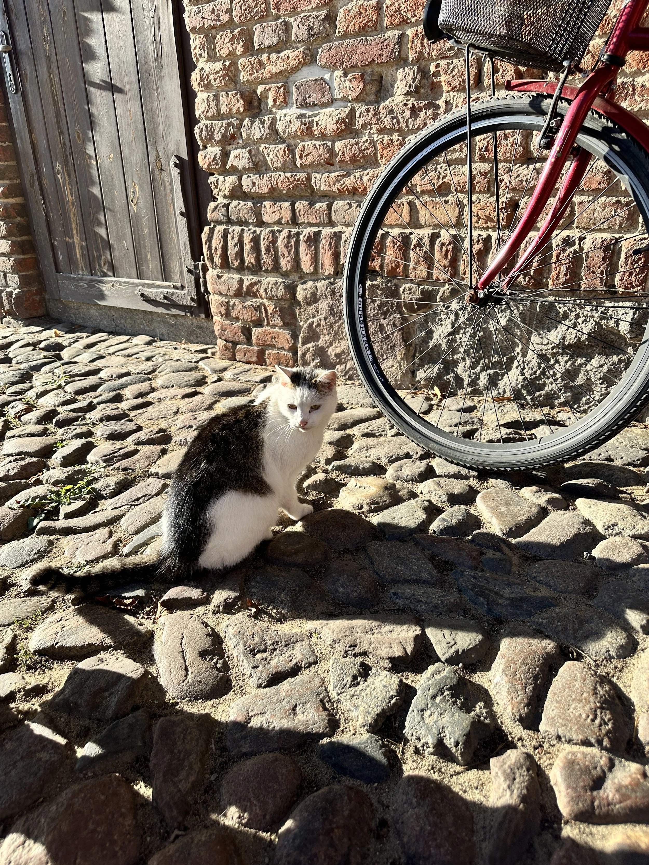 3-day Nervous System & Immune Boost Yoga Retreat with Mateusz Iwulski & Maria Birnbaum in Wąsowo Organic Farm near Poznań, Poland, The Weekend of 14. — 16. November 2025