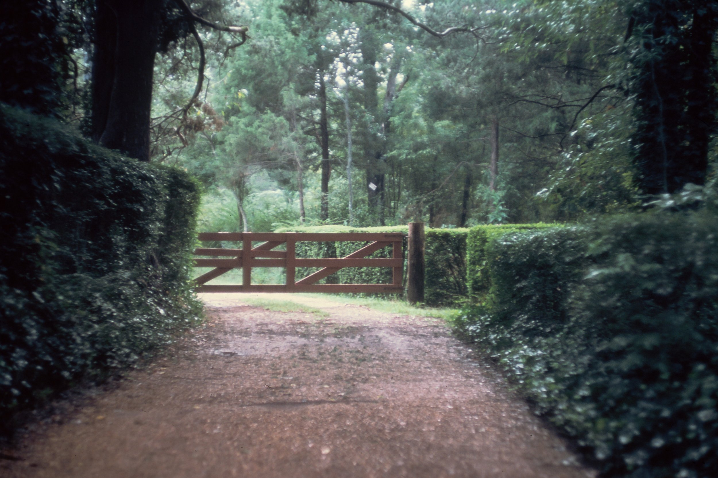 73-8: Boxwood Alley leading to Front Gate, March 1973