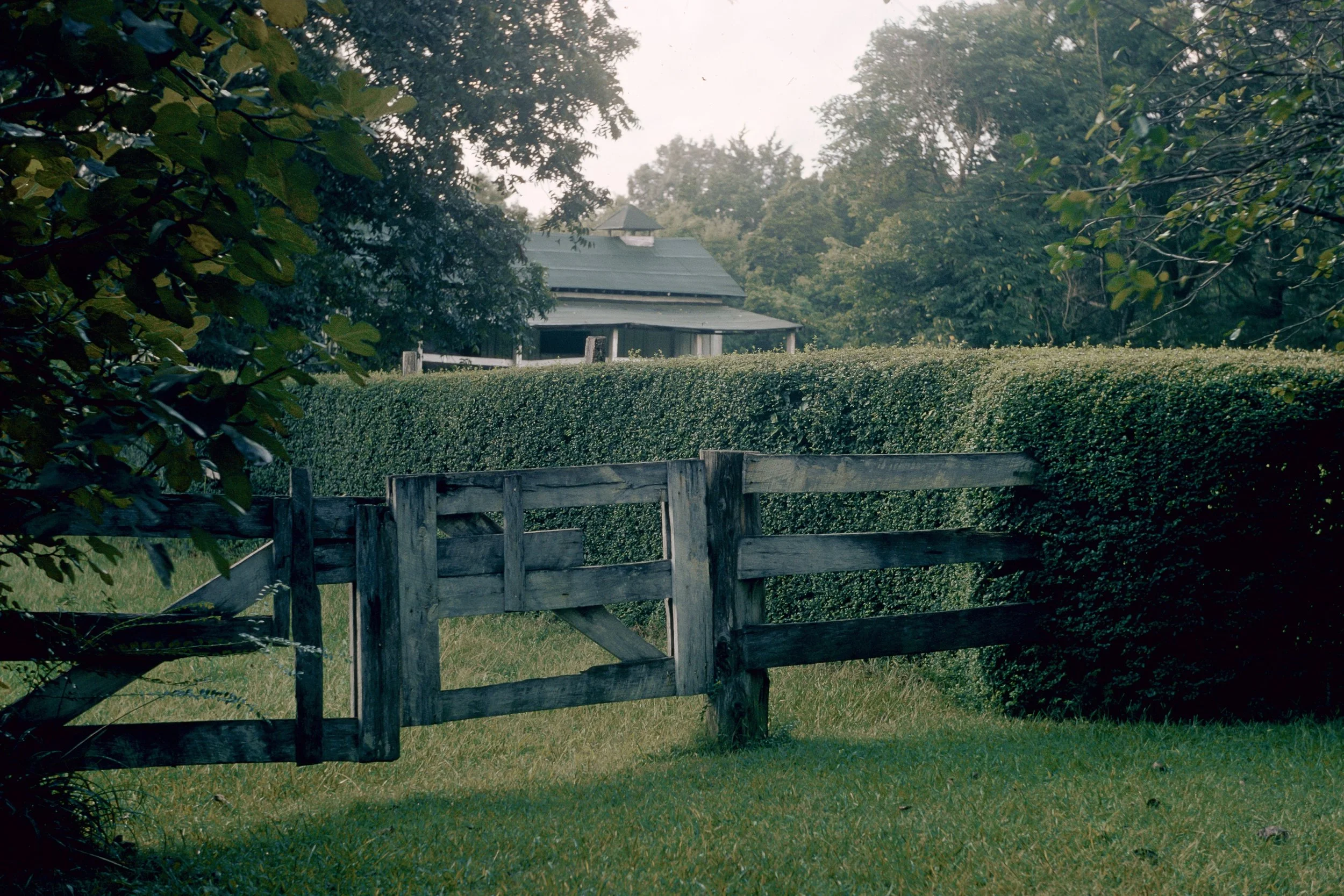 74-16: Hedge, Paddock, September 1974