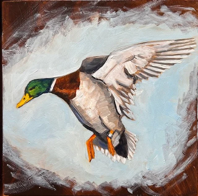 Banded Mallard - Victoria Daily Liebert