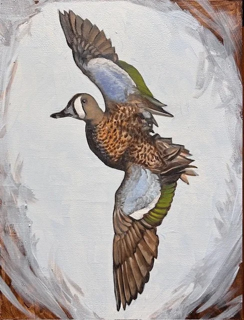 Blue-winged Teal - Victoria Daily Liebert