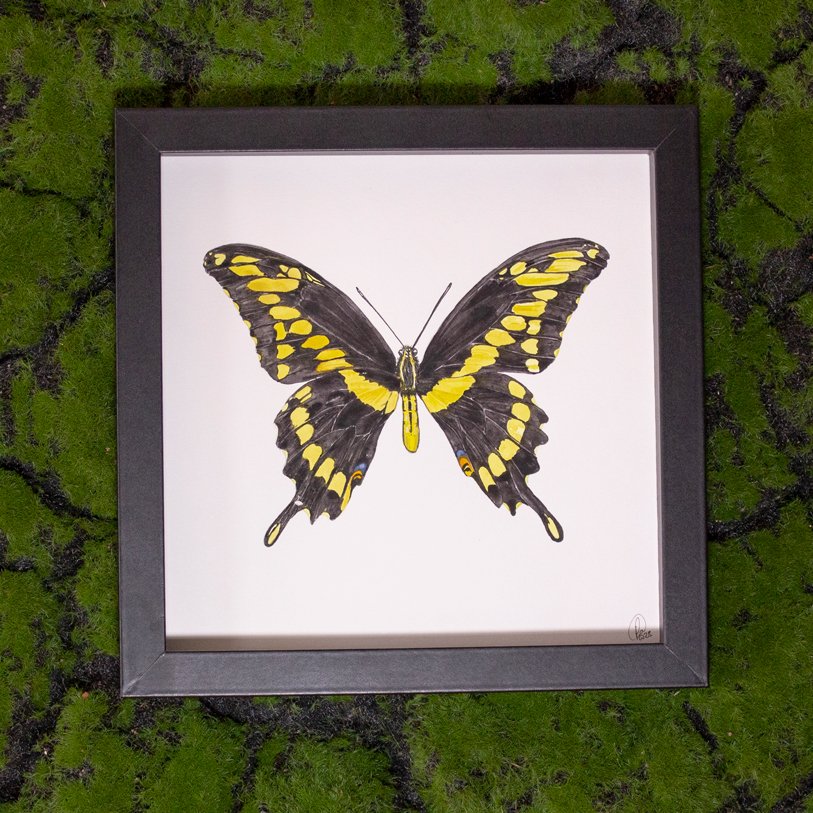 Giant_swallowtail_MOSS.jpg