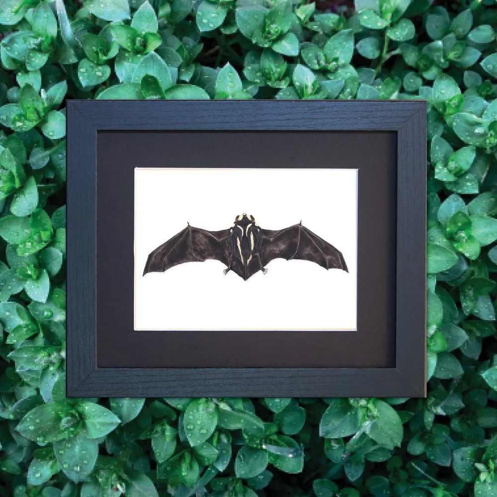 Framed Badger Bat Specimen Art, Niumbaha superba Watercolor