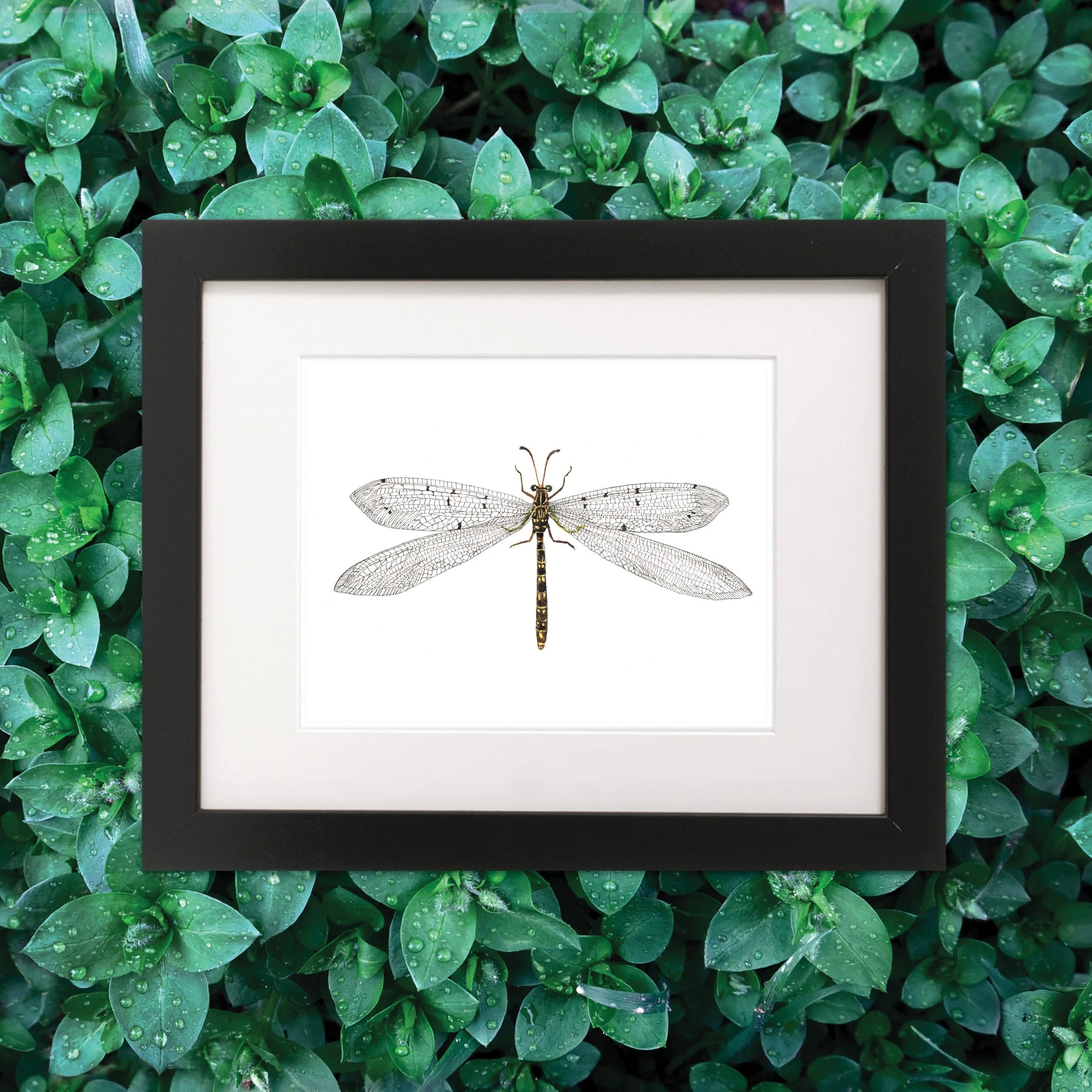 Antlion_framed_specimen_web.jpg