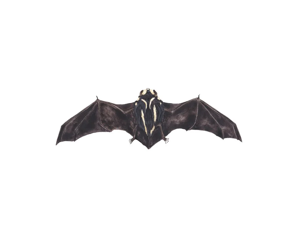 BadgerBatweb.jpg